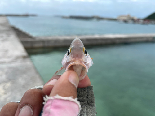 ヒメフエダイの釣果