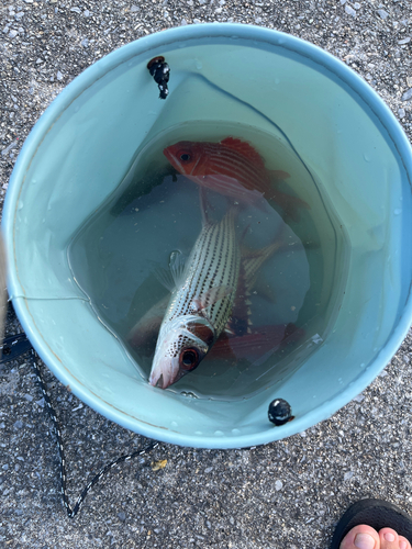 ウケグチイットウダイの釣果