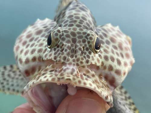 カンモンハタの釣果