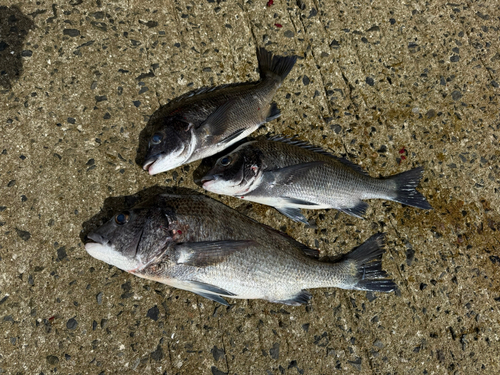 チヌの釣果