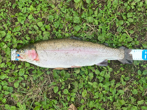 ニジマスの釣果