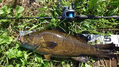 スモールマウスバスの釣果