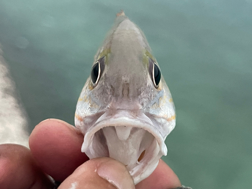 オキフエダイの釣果