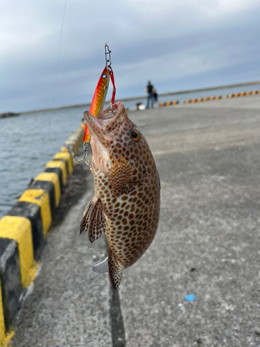 オオモンハタの釣果