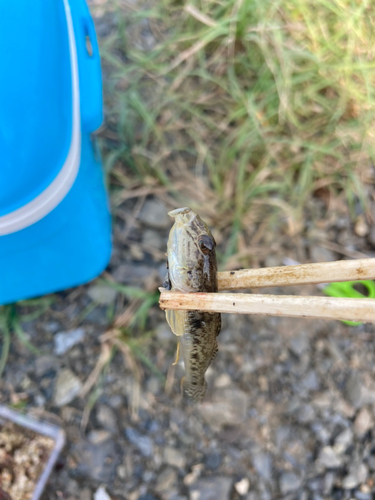 マハゼの釣果