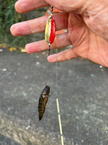 シモフリシマハゼの釣果