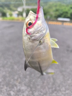 オニヒラアジの釣果