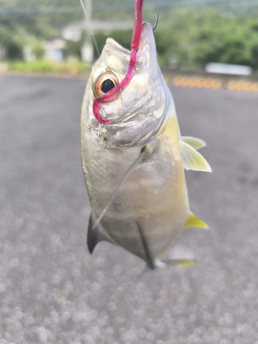 オニヒラアジの釣果