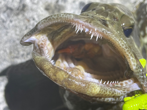 マダラハタの釣果