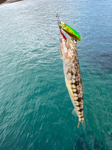 ミナミアカエソの釣果