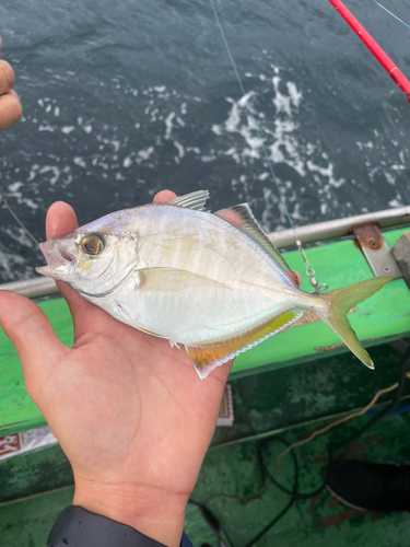 カイワリの釣果