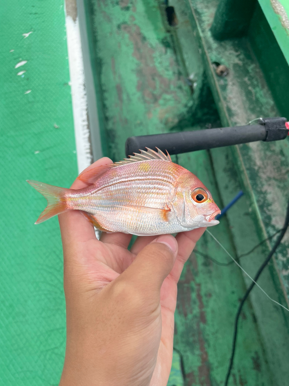 カイワリ