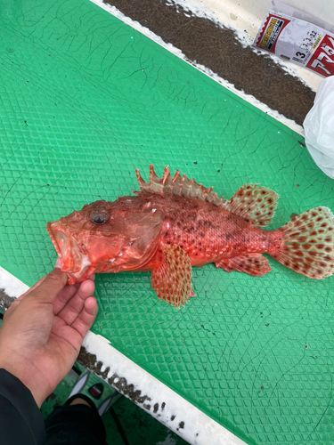 オニカサゴの釣果