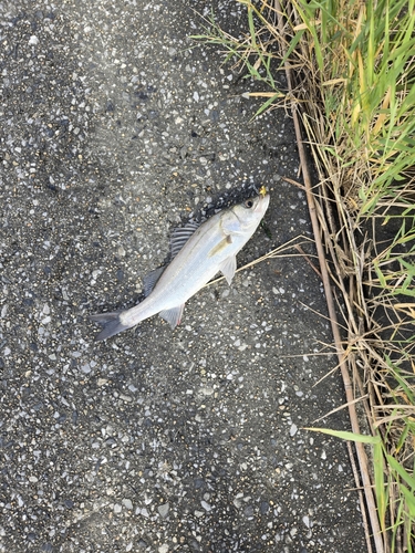 セイゴ（マルスズキ）の釣果