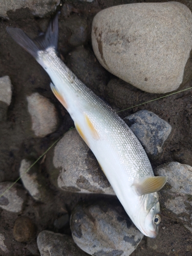 ウグイの釣果