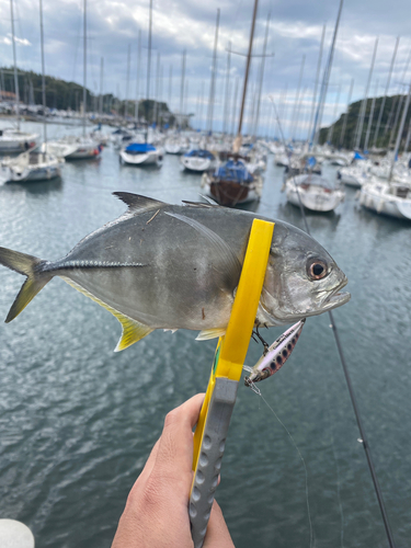 メッキの釣果