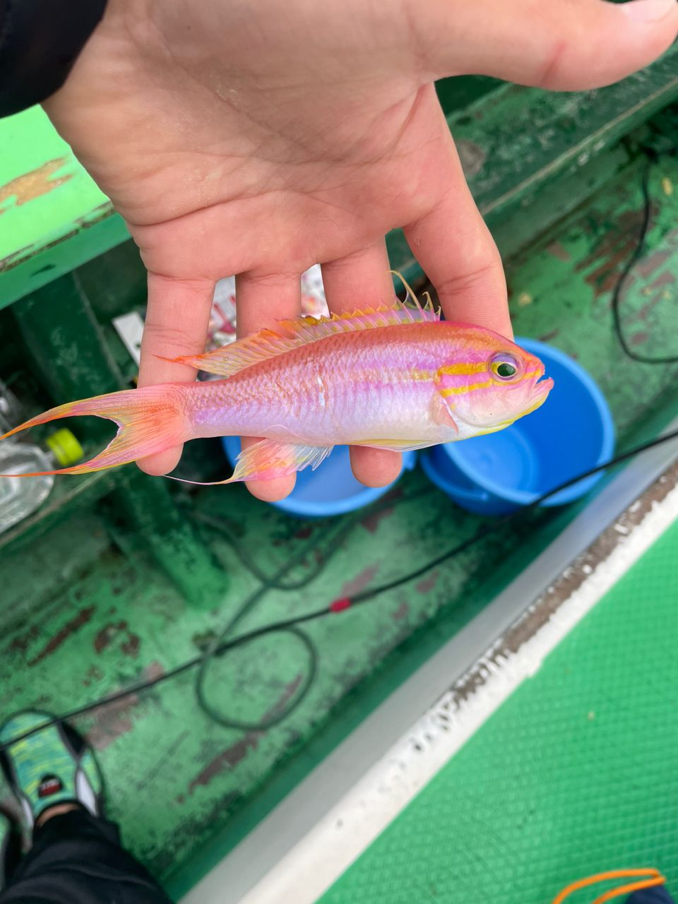 江ノ島釣りバカKIDSさんの釣果 2枚目の画像