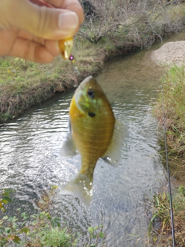 ブルーギルの釣果