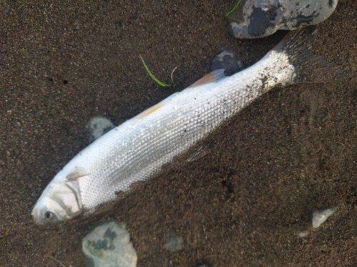 ウグイの釣果