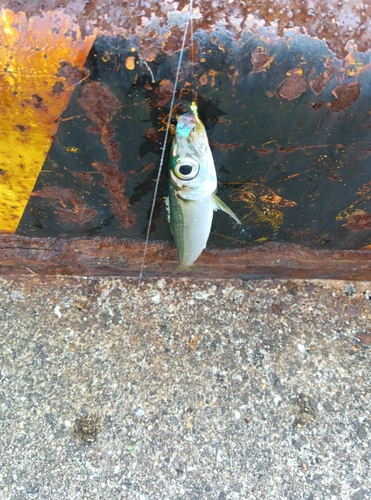 イワシの釣果