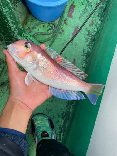 アカアマダイの釣果