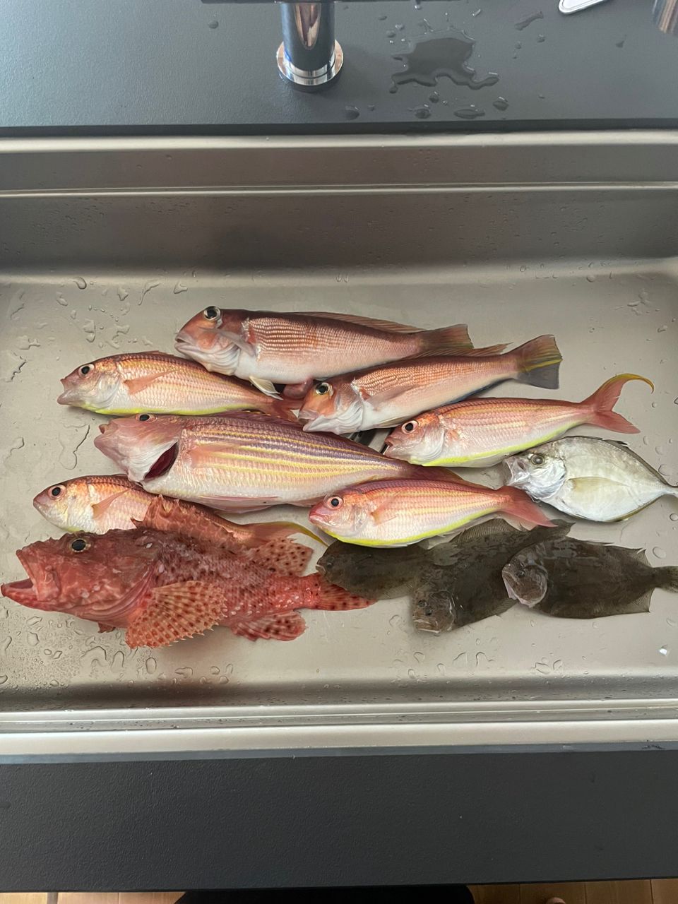 江ノ島釣りバカKIDSさんの釣果 2枚目の画像