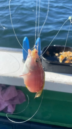 アカササノハベラの釣果