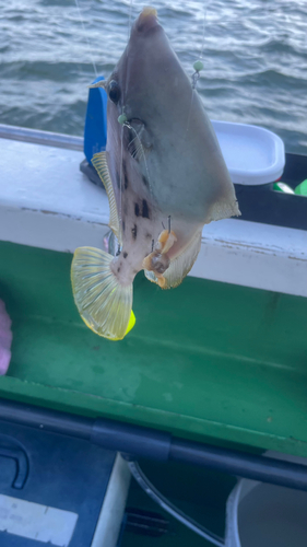 カワハギの釣果