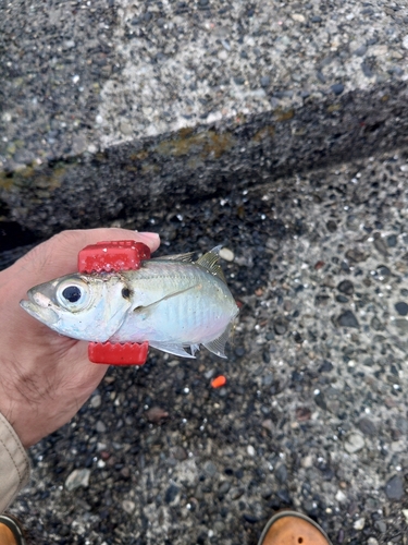 表浜名湖