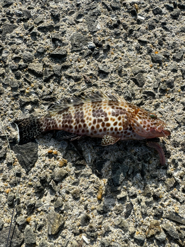 オオモンハタの釣果