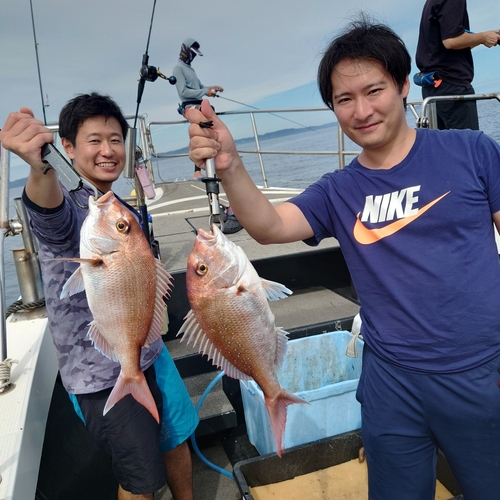 マダイの釣果