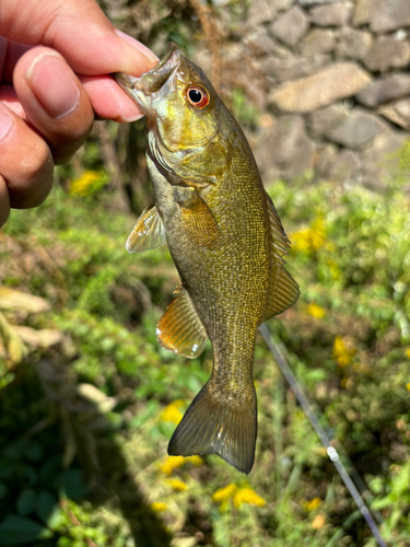 スモールマウスバスの釣果