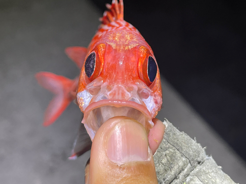 テリエビスの釣果