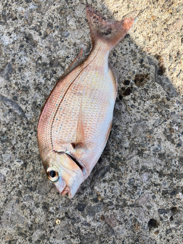 アカアマダイの釣果