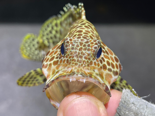 カンモンハタの釣果