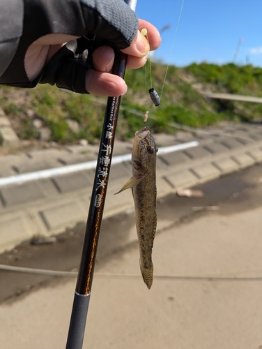 ハゼの釣果