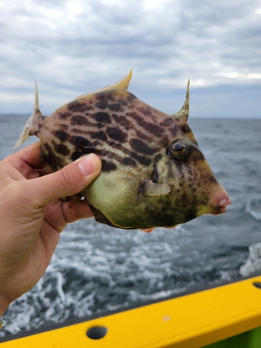 カワハギの釣果