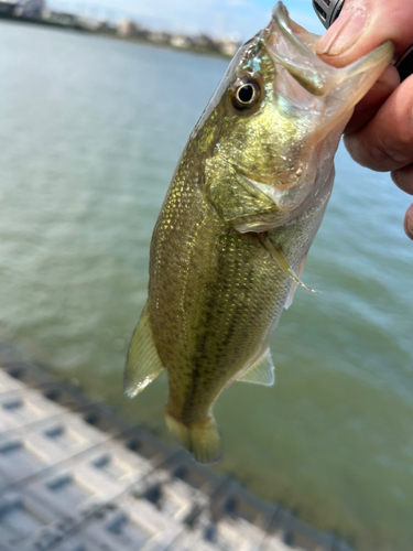 ラージマウスバスの釣果