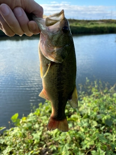 ラージマウスバスの釣果