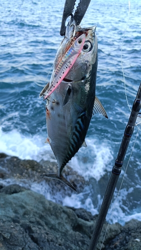 スマガツオの釣果