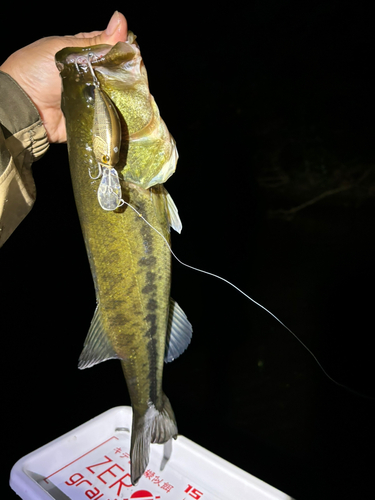 ラージマウスバスの釣果