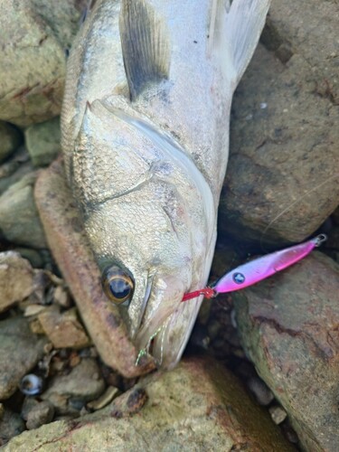 スズキの釣果