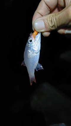 ネンブツダイの釣果