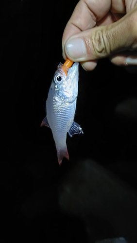 ネンブツダイの釣果