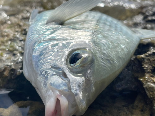 ツッパリサギの釣果