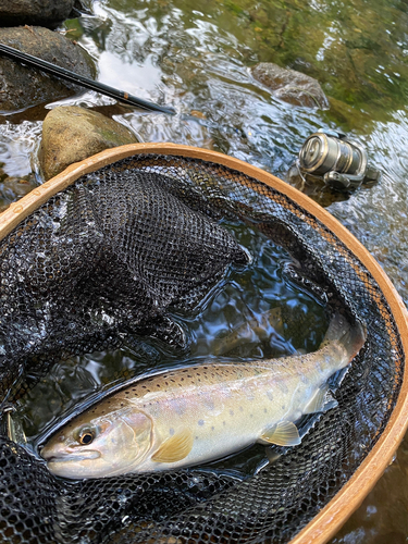 ヤマメの釣果