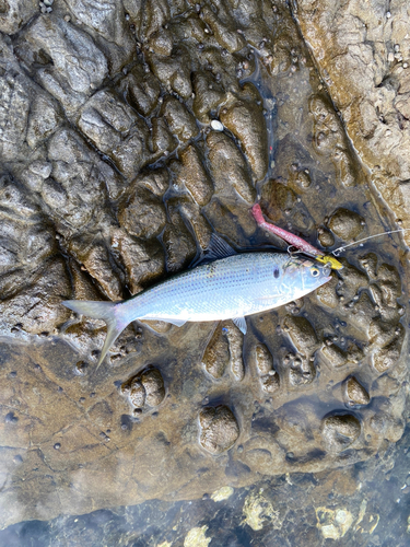 コノシロの釣果