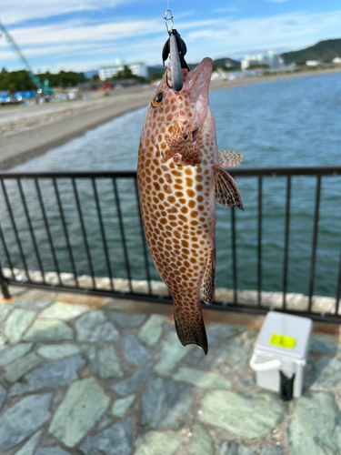 オオモンハタの釣果