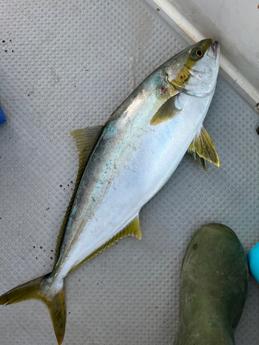 ヒラマサの釣果