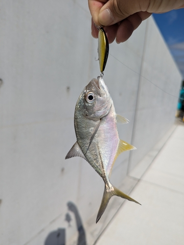 ギンガメアジの釣果